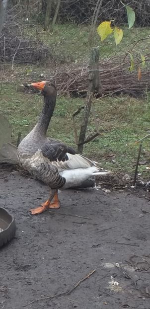 Screenshot_20211113-152859_Gallery - Gaste matca 2022