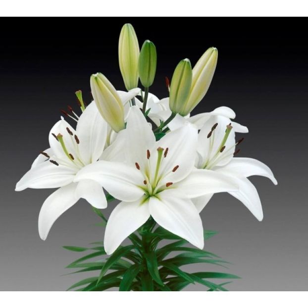 Crin - - H - Grupul Prieteniei