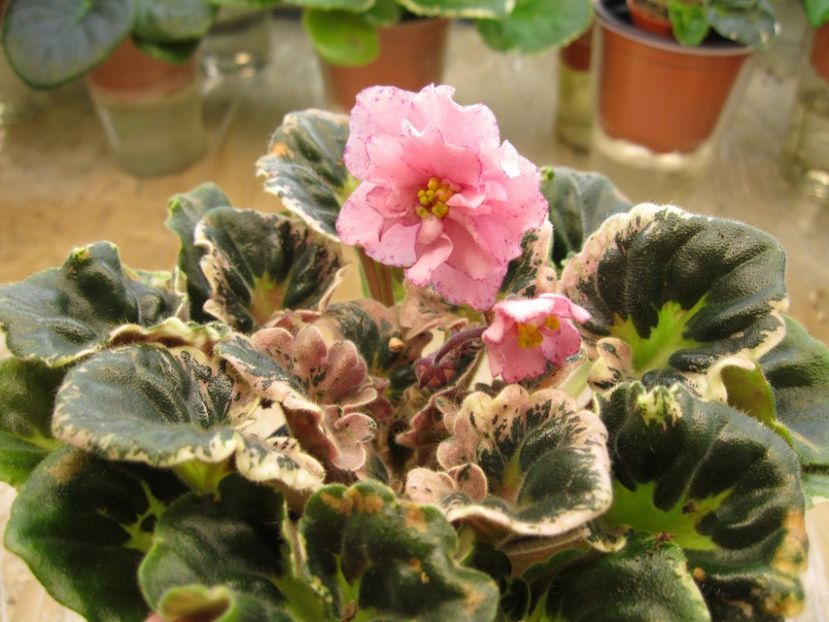 DN Abrikoska - Dn-Abrikoska