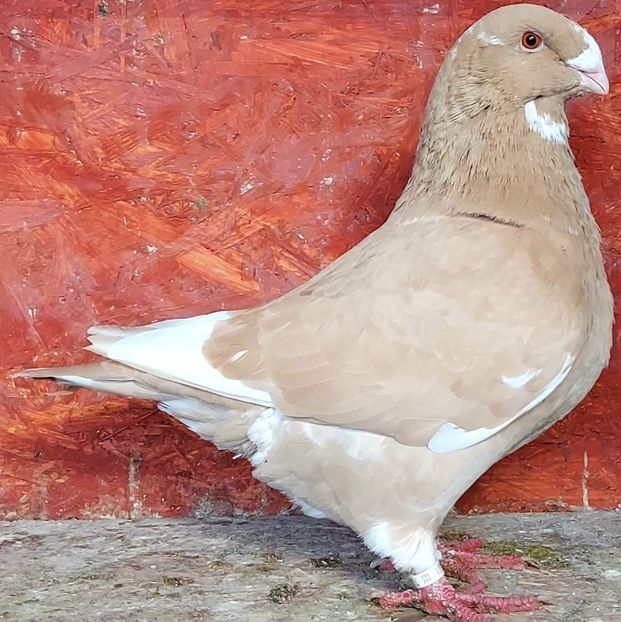  - 3---AGH DAȚI 2019 - 2025