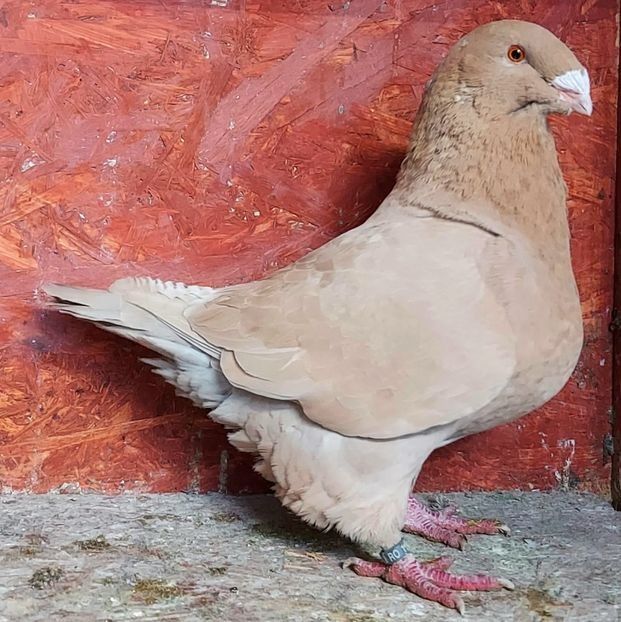  - 3---AGH DAȚI 2019 - 2025