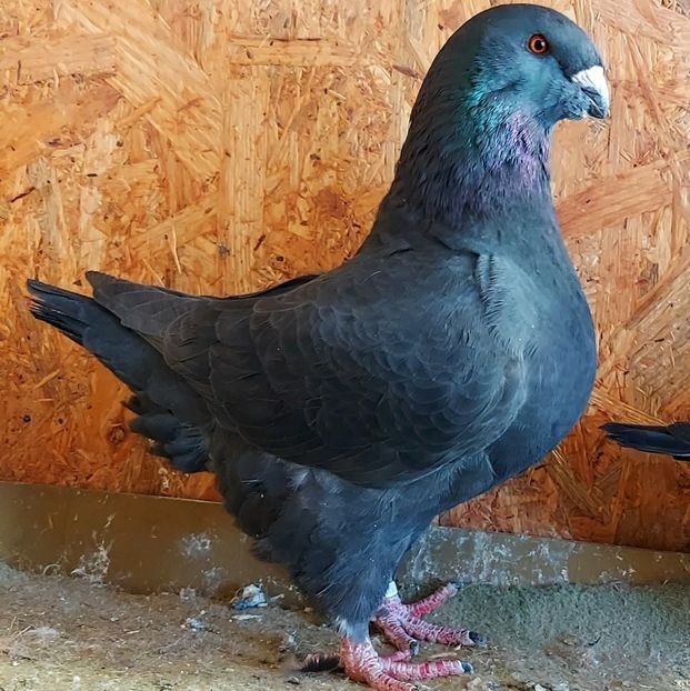  - 3---AGH DAȚI 2019 - 2025