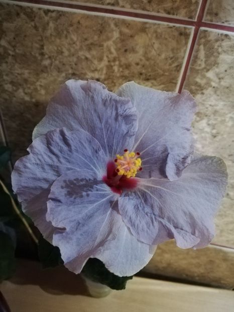  - Hibiscus No Id 11