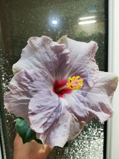  - Hibiscus No Id 11
