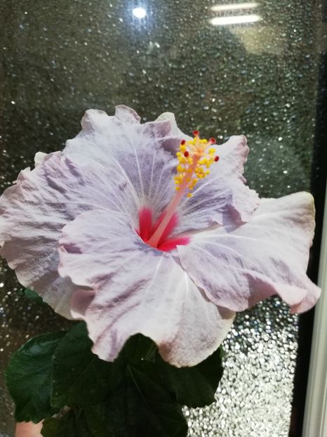  - Hibiscus No Id 11