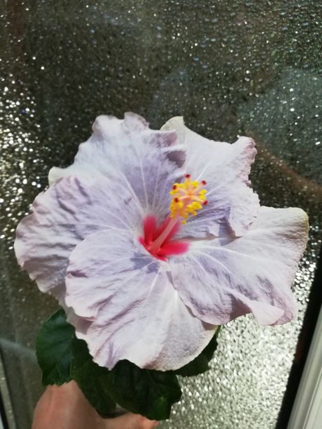  - Hibiscus No Id 11