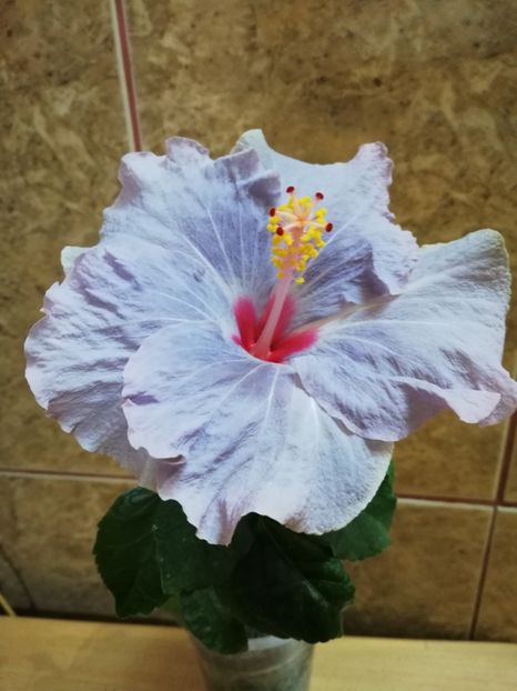  - Hibiscus No Id 11