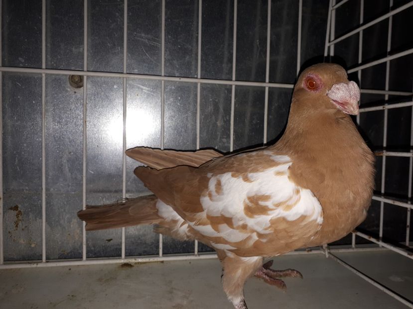 F - K1 _ tineret 2021