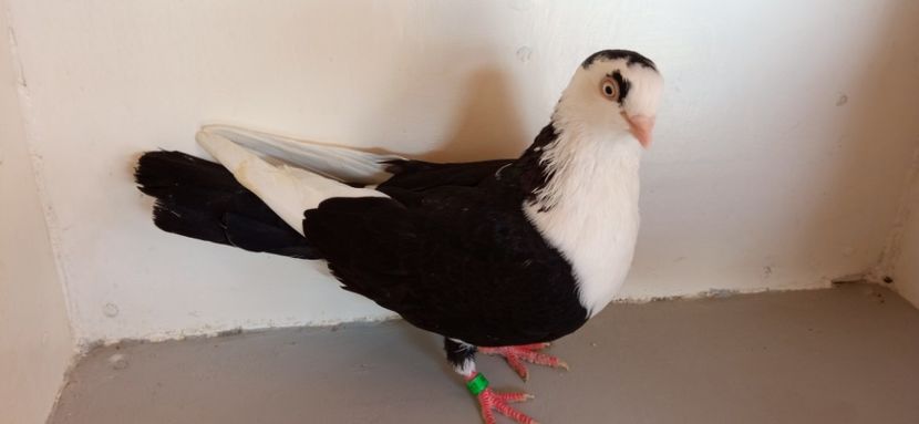  - jucatori de galati pe negru