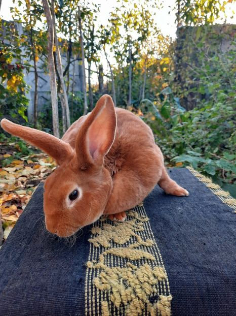 galbena1 - De vanzare