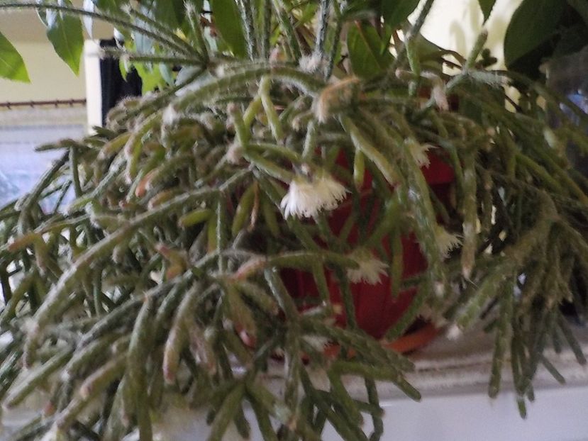  - rhipsalis pilocarpa