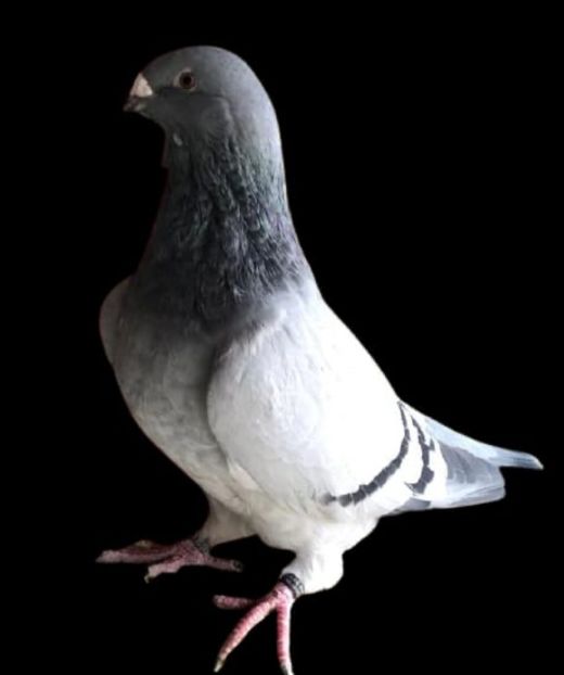 F2020 - Femele pentru 2022