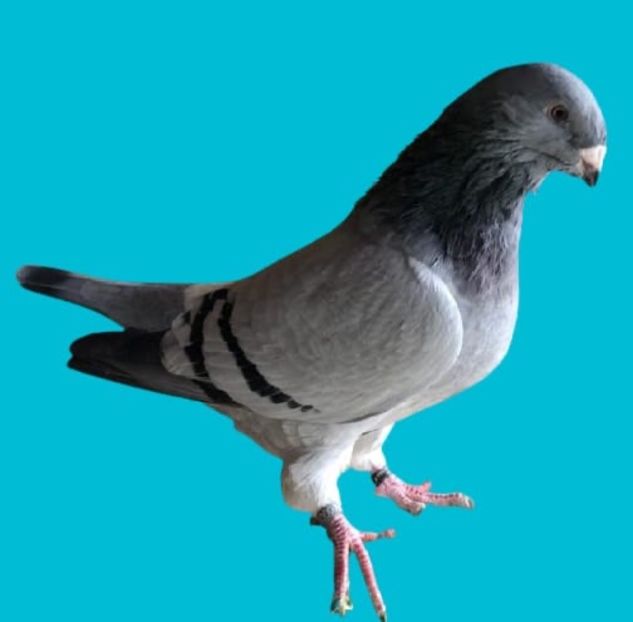 Vanduta - Femele pentru 2022