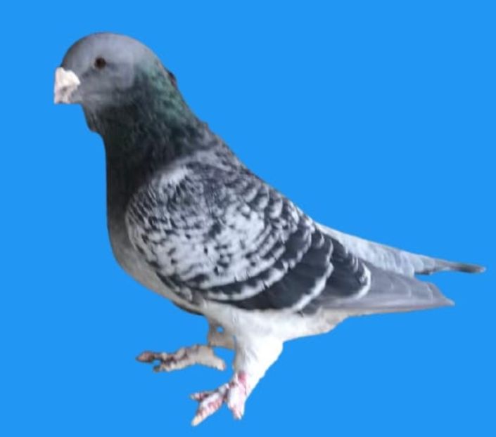 Vandut - Masculi pentru 2022