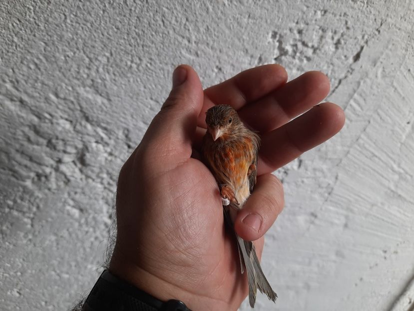  - Bastard canarusi 2021