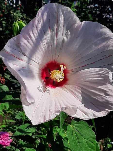  - Colectie Hibiscus Moscheutos