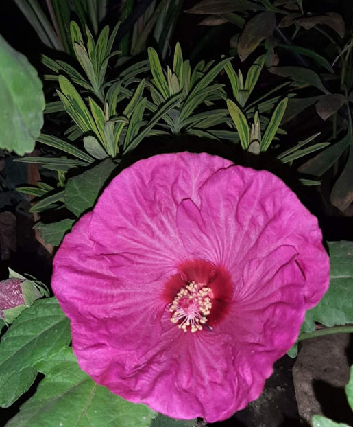  - Colectie Hibiscus Moscheutos