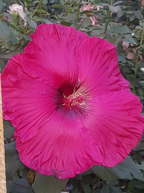  - Colectie Hibiscus Moscheutos