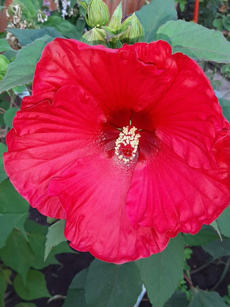  - Colectie Hibiscus Moscheutos