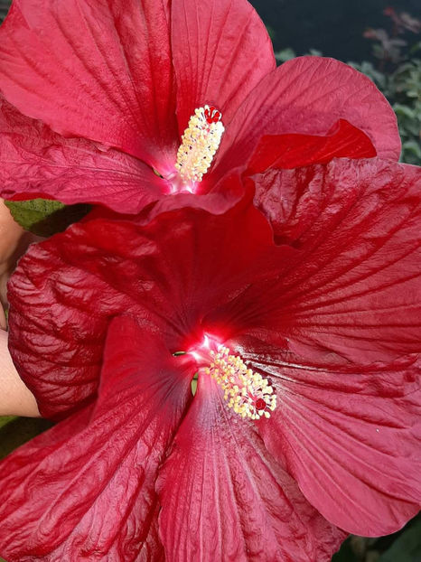  - Colectie Hibiscus Moscheutos