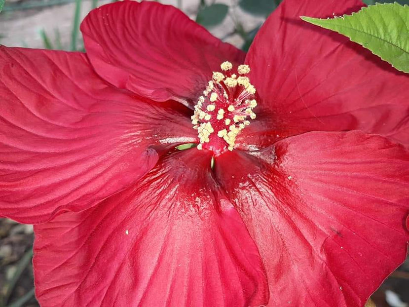  - Colectie Hibiscus Moscheutos