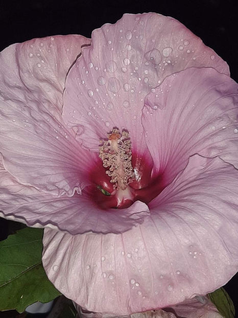  - Colectie Hibiscus Moscheutos