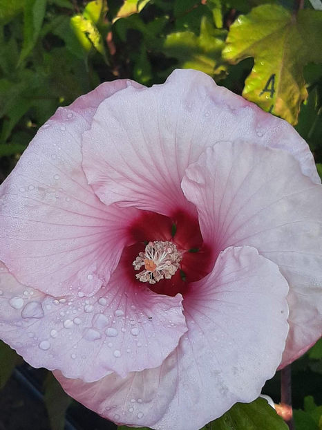  - Colectie Hibiscus Moscheutos