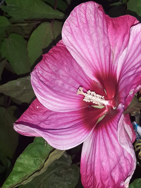  - Colectie Hibiscus Moscheutos
