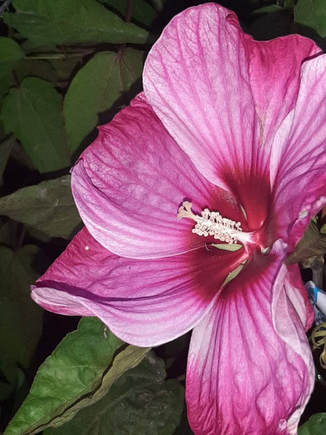  - Colectie Hibiscus Moscheutos