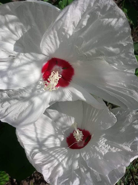  - Colectie Hibiscus Moscheutos