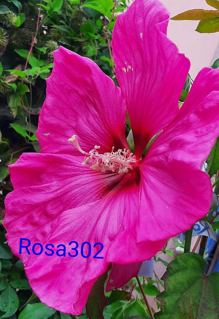  - Colectie Hibiscus Moscheutos