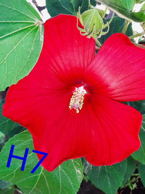  - Colectie Hibiscus Moscheutos