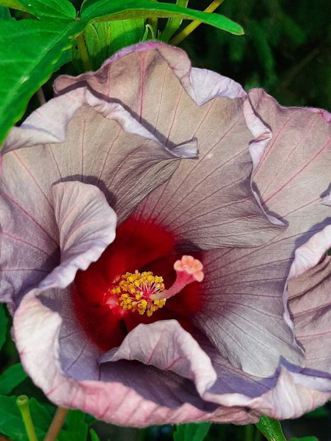  - Colectie Hibiscus Moscheutos