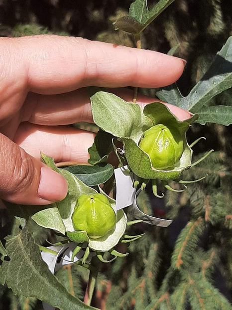  - Colectie Hibiscus Moscheutos