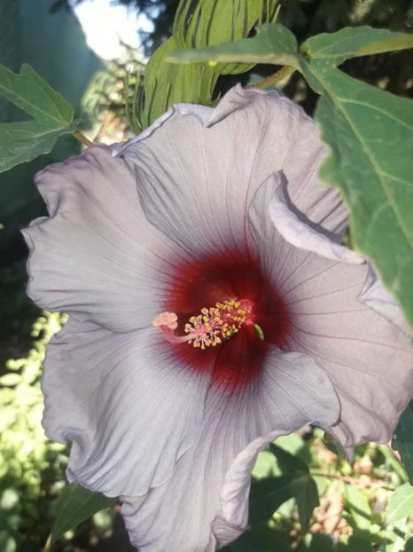  - Colectie Hibiscus Moscheutos