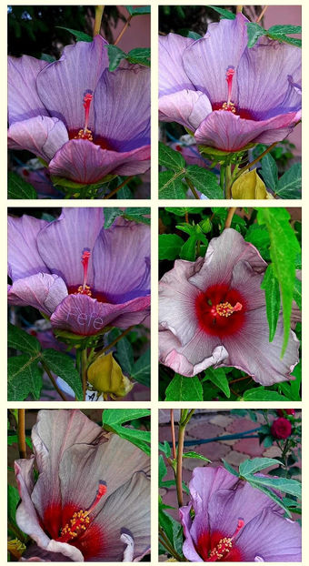  - Colectie Hibiscus Moscheutos