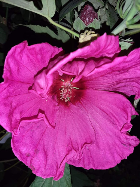 - Colectie Hibiscus Moscheutos