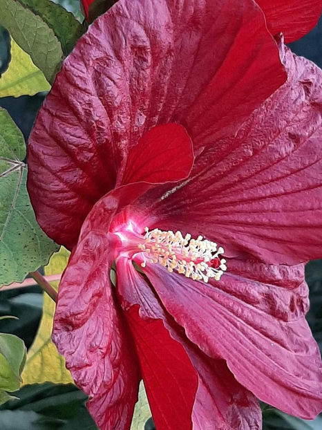  - Colectie Hibiscus Moscheutos