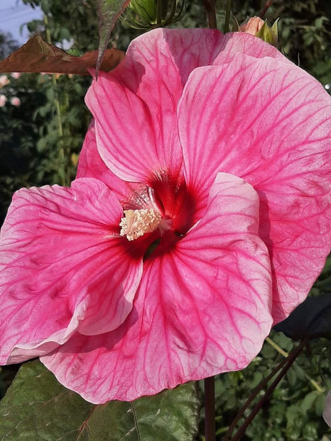  - Colectie Hibiscus Moscheutos