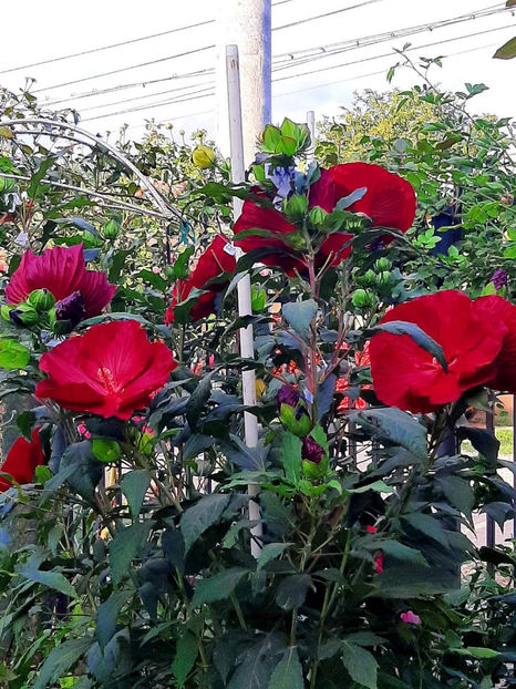 - Colectie Hibiscus Moscheutos