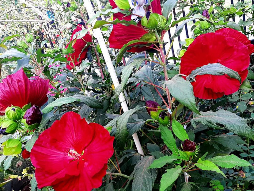  - Colectie Hibiscus Moscheutos