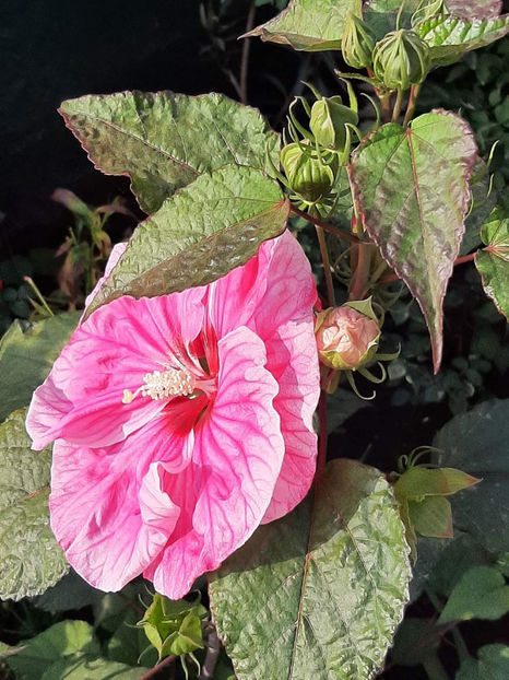  - Colectie Hibiscus Moscheutos