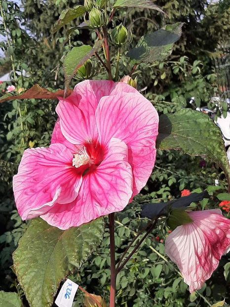  - Colectie Hibiscus Moscheutos