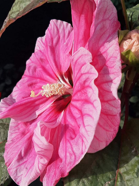  - Colectie Hibiscus Moscheutos