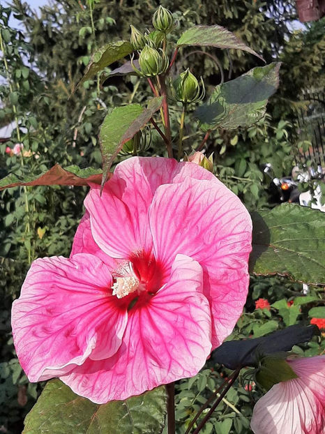  - Colectie Hibiscus Moscheutos