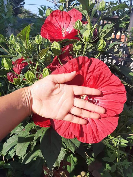  - Colectie Hibiscus Moscheutos