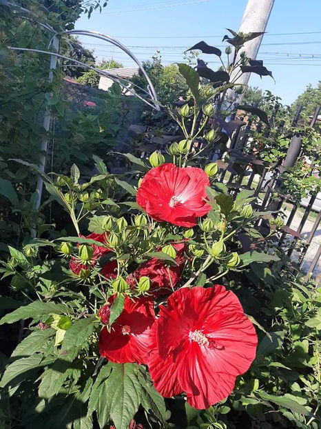  - Colectie Hibiscus Moscheutos