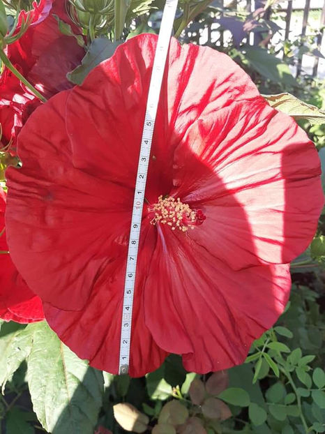  - Colectie Hibiscus Moscheutos