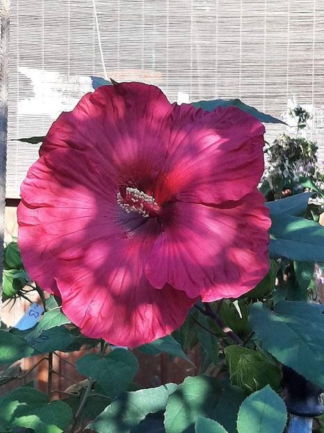  - Colectie Hibiscus Moscheutos