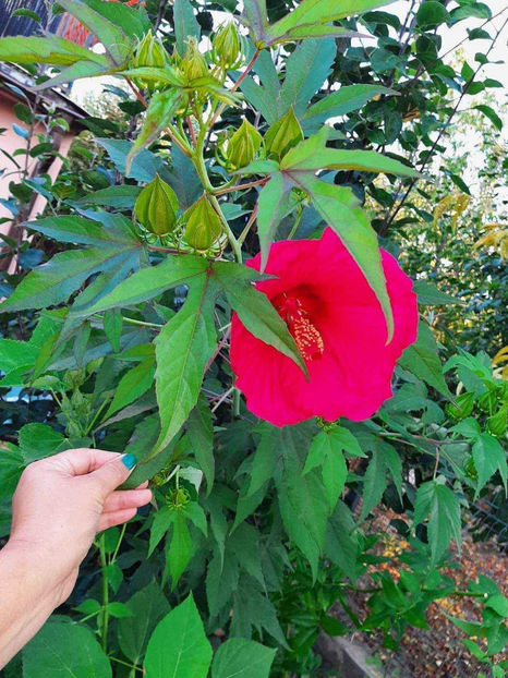  - Colectie Hibiscus Moscheutos